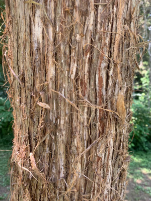 Red Cedar Bark
